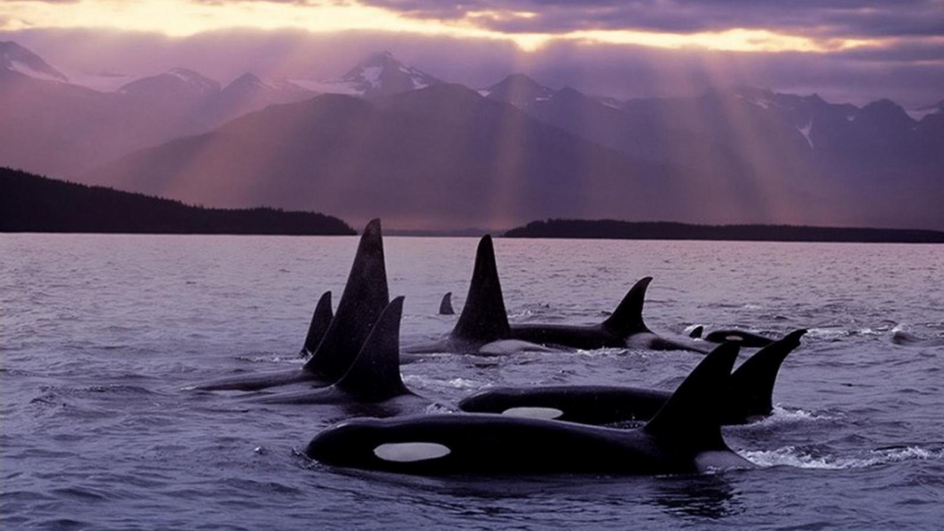 Группа китов хищников