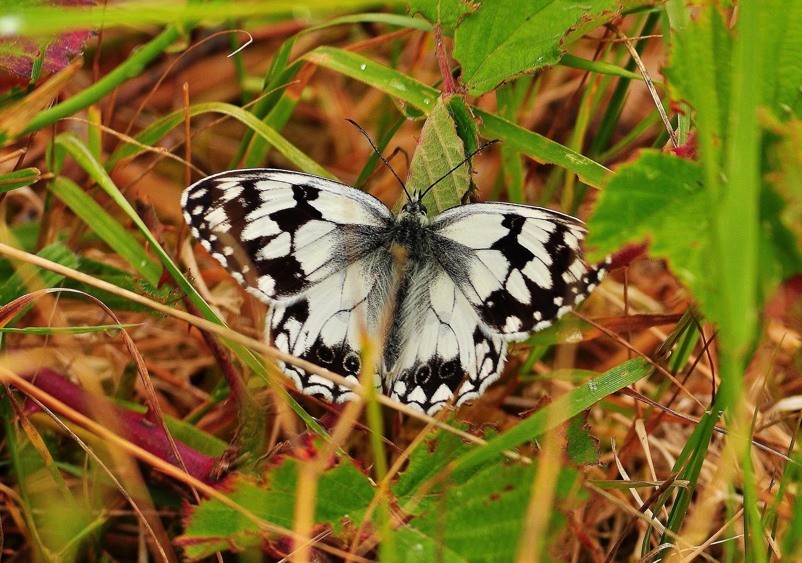 Бабочки в дикой природе