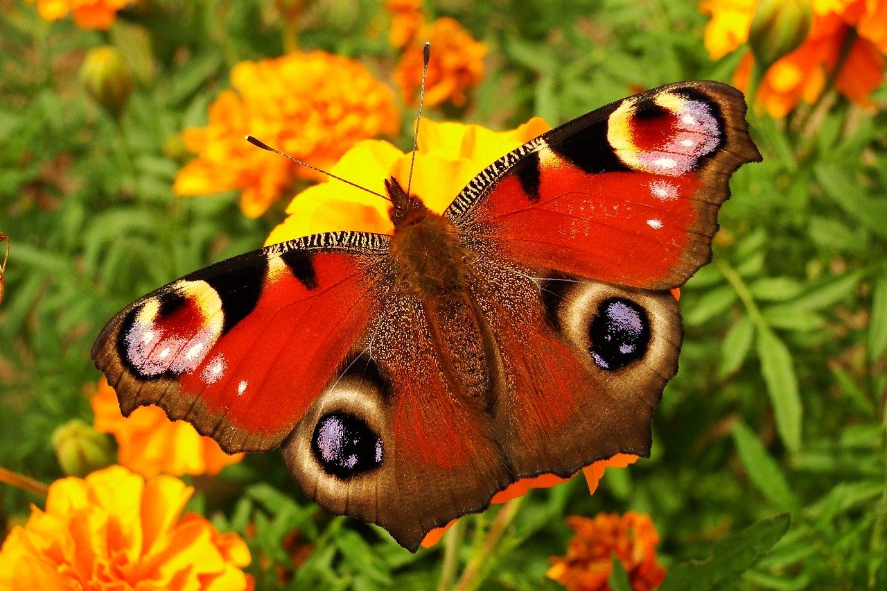 Бабочки в природе
