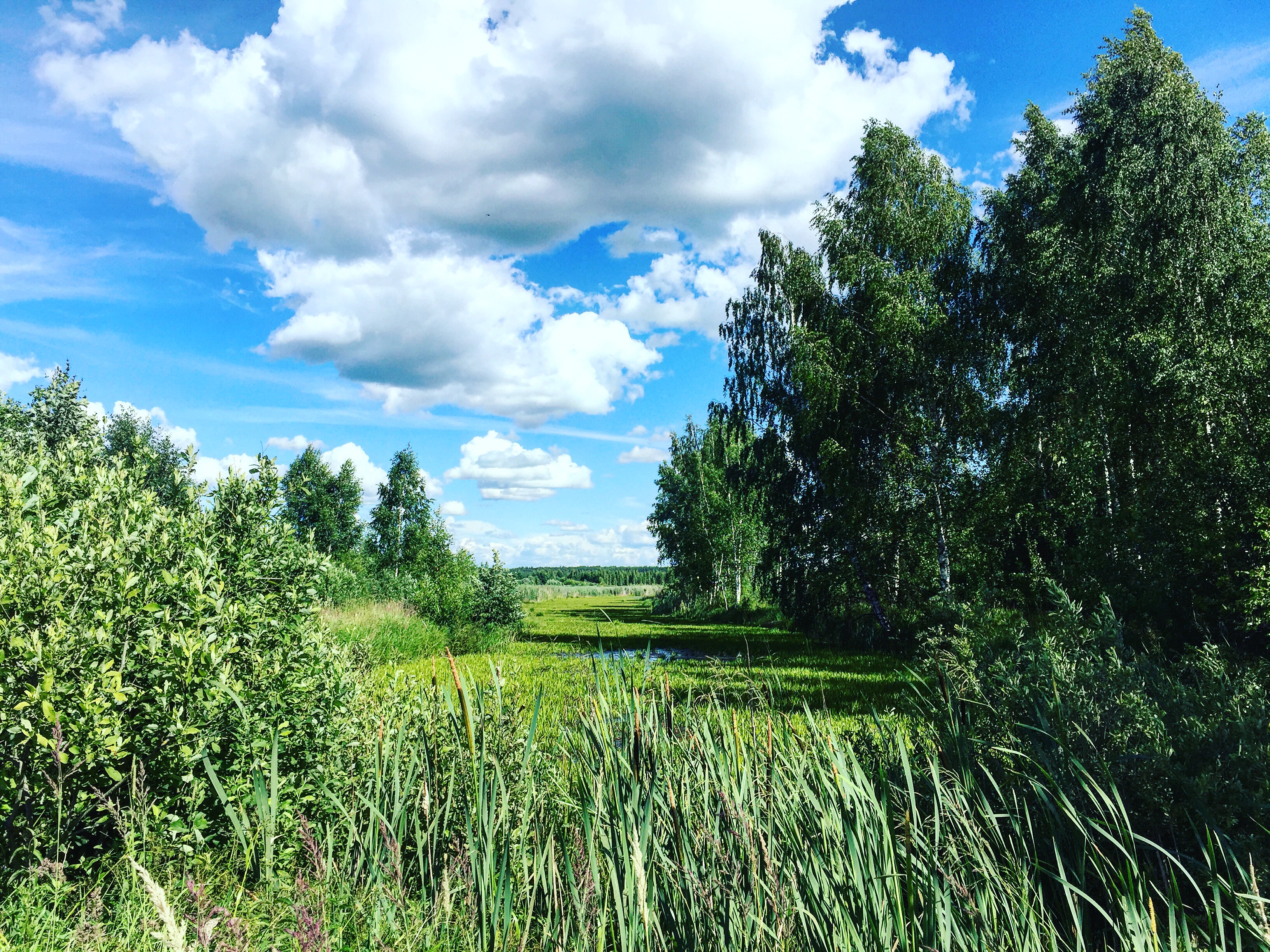 Растительный мир Тверской области
