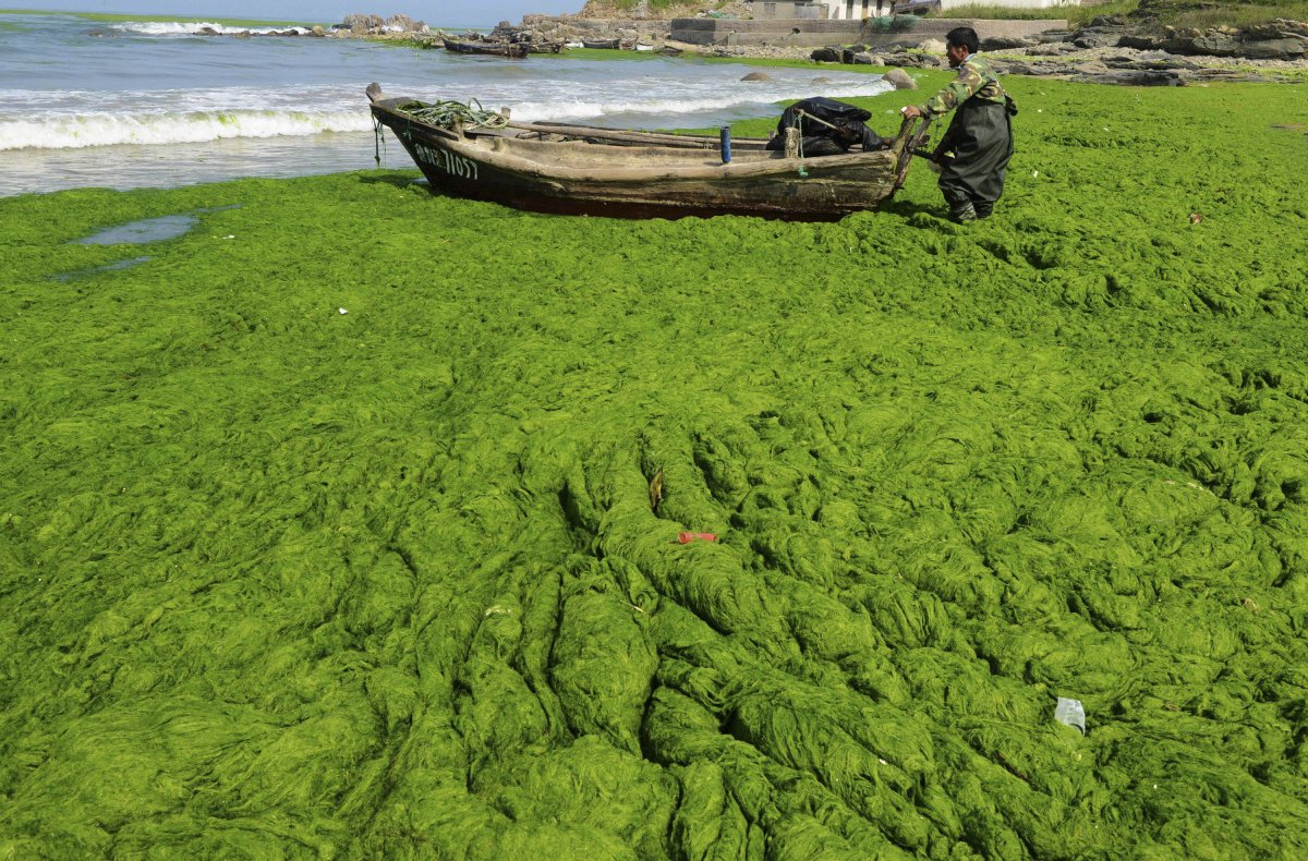 Водоросли в руках