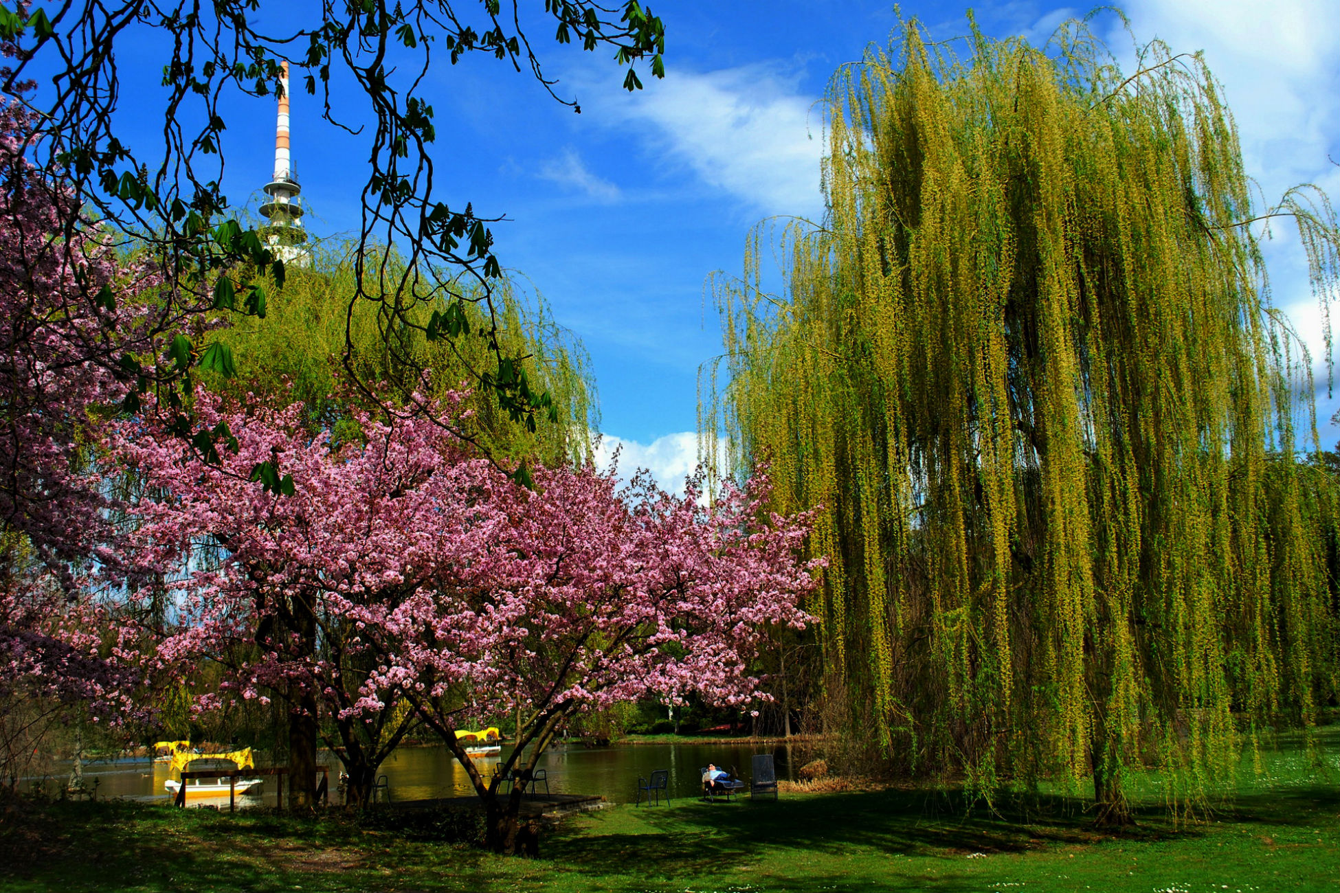 Красивые цветущие деревья весной