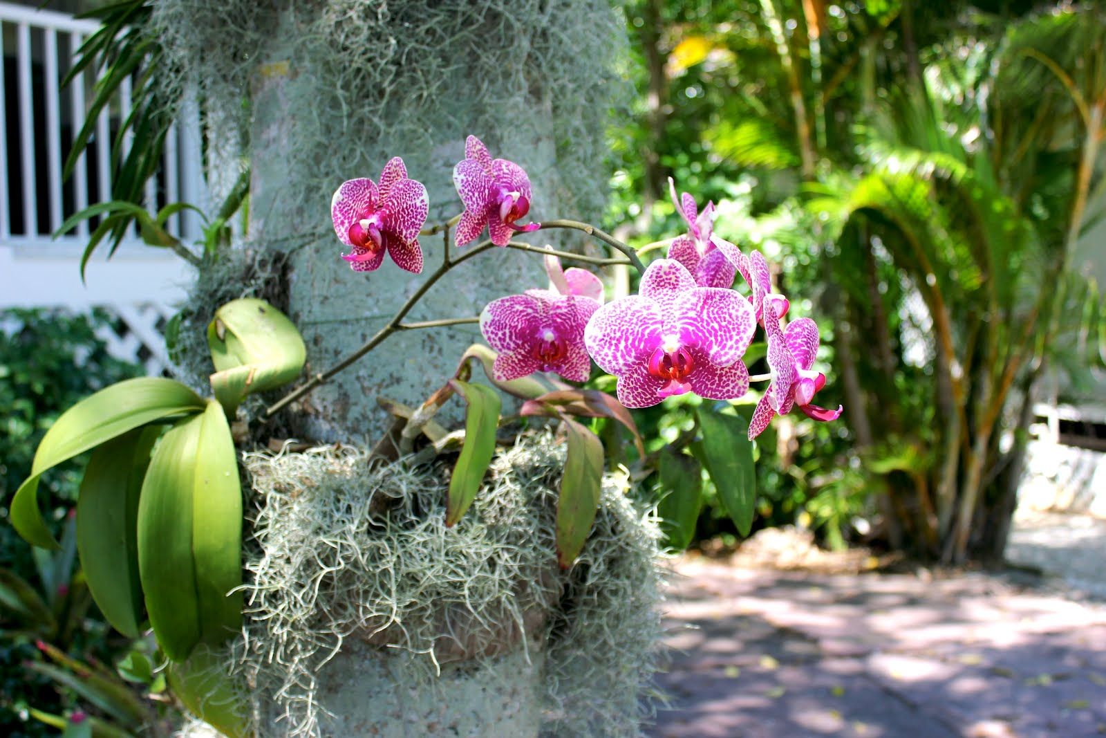 Воздушная Орхидея