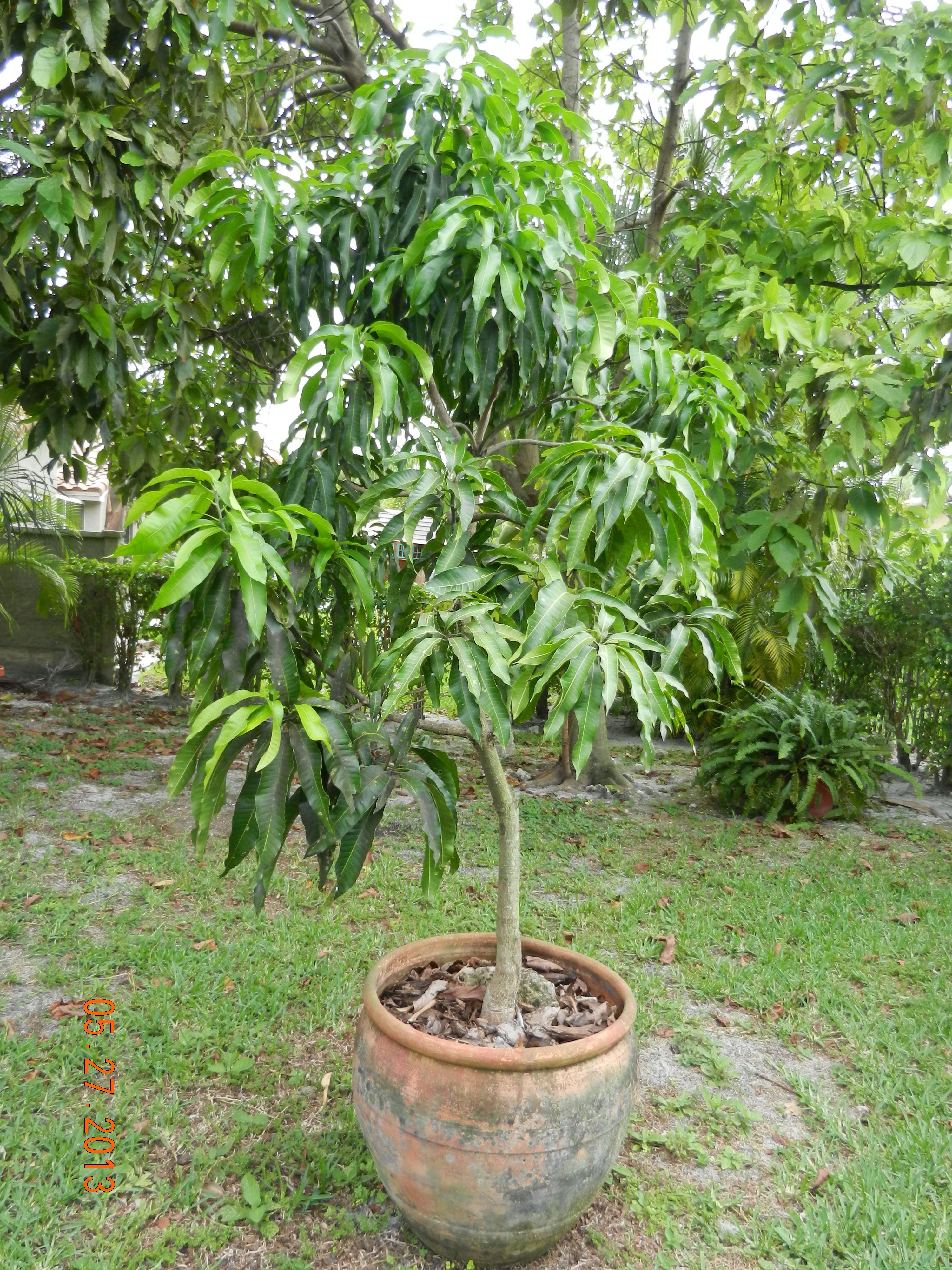Авокадо дерево