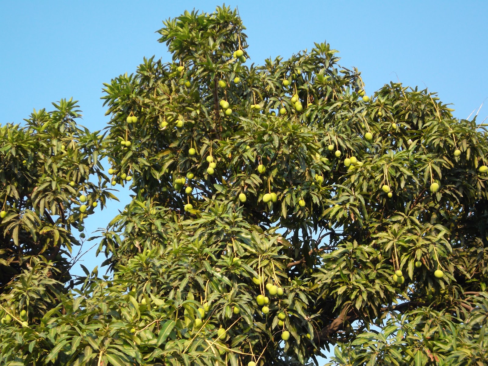 Тайское манго куст