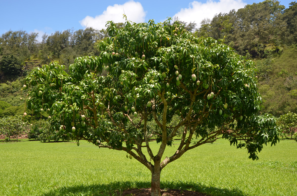Большое дерево манго
