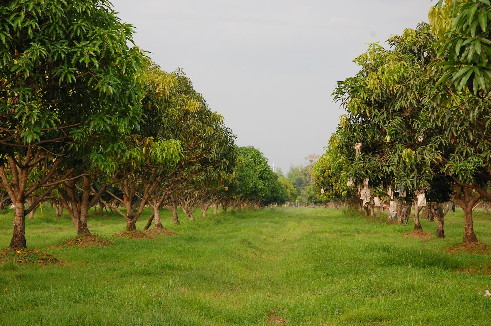 Плантация манго в Тайланде