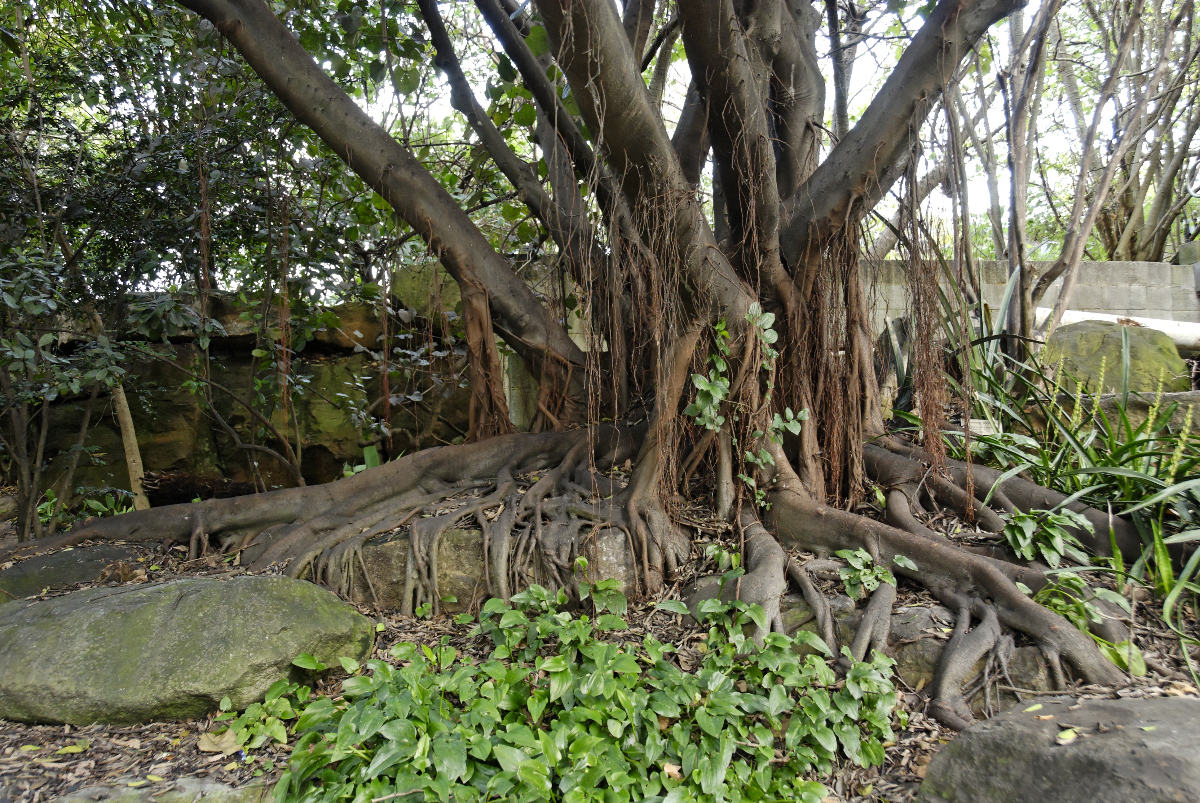 Баньян дерево Вьетнам