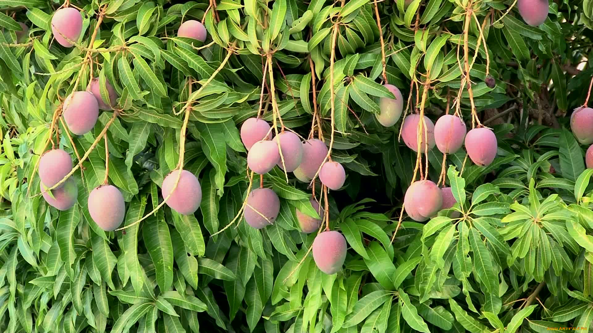 Дерево манго Банганапалли