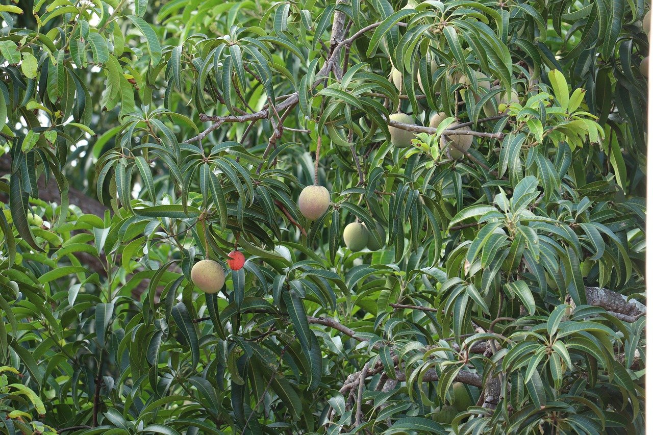 Карликовое манго
