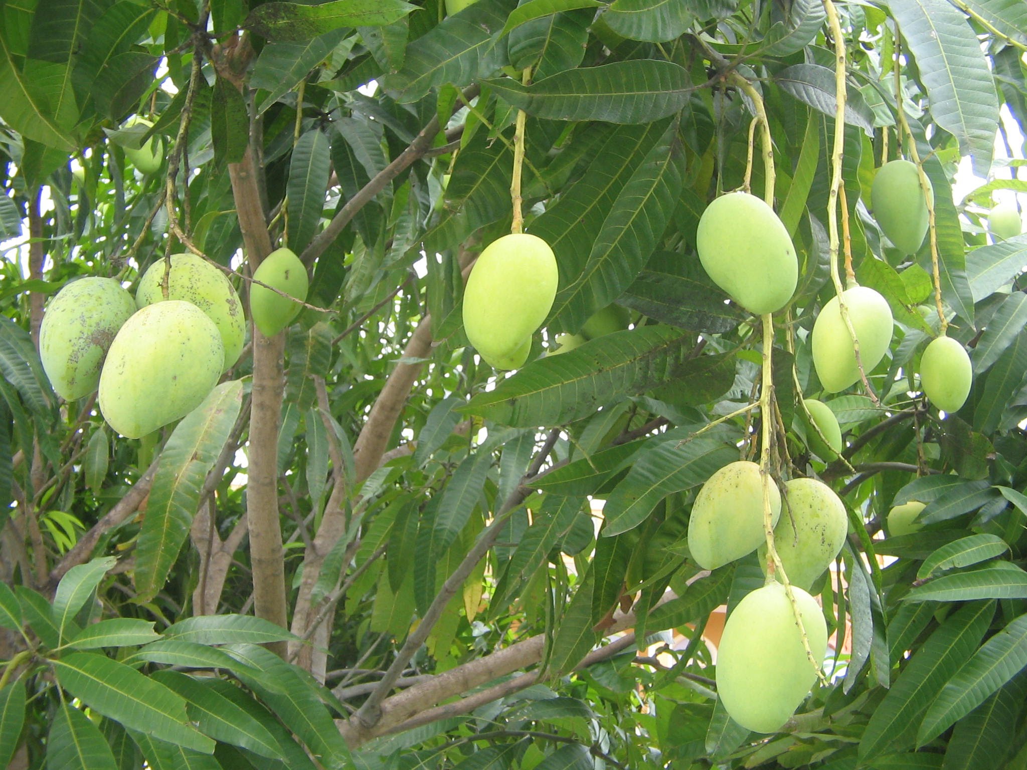 Вьетнам манго растение