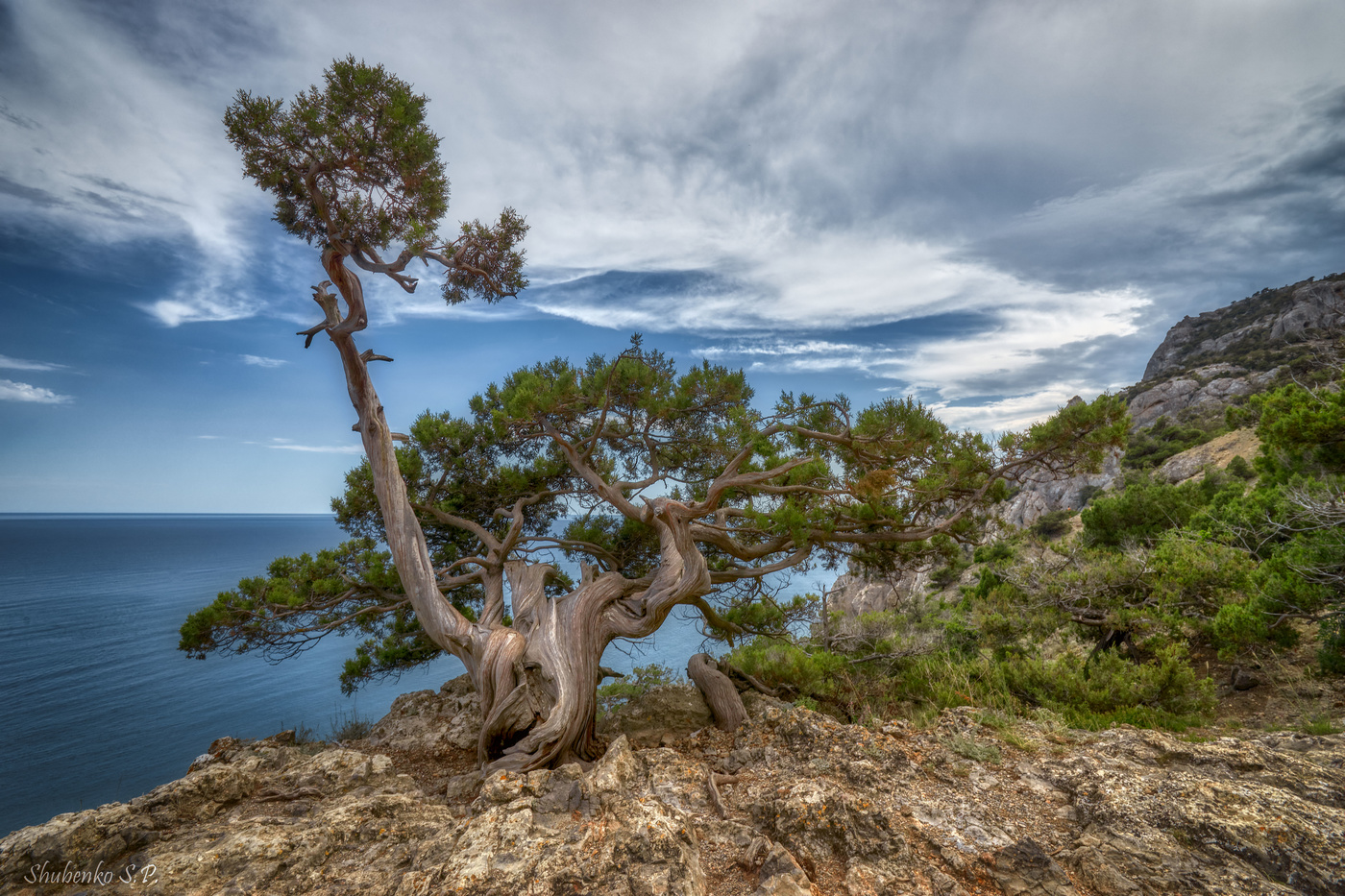 Новый свет Крым дерево
