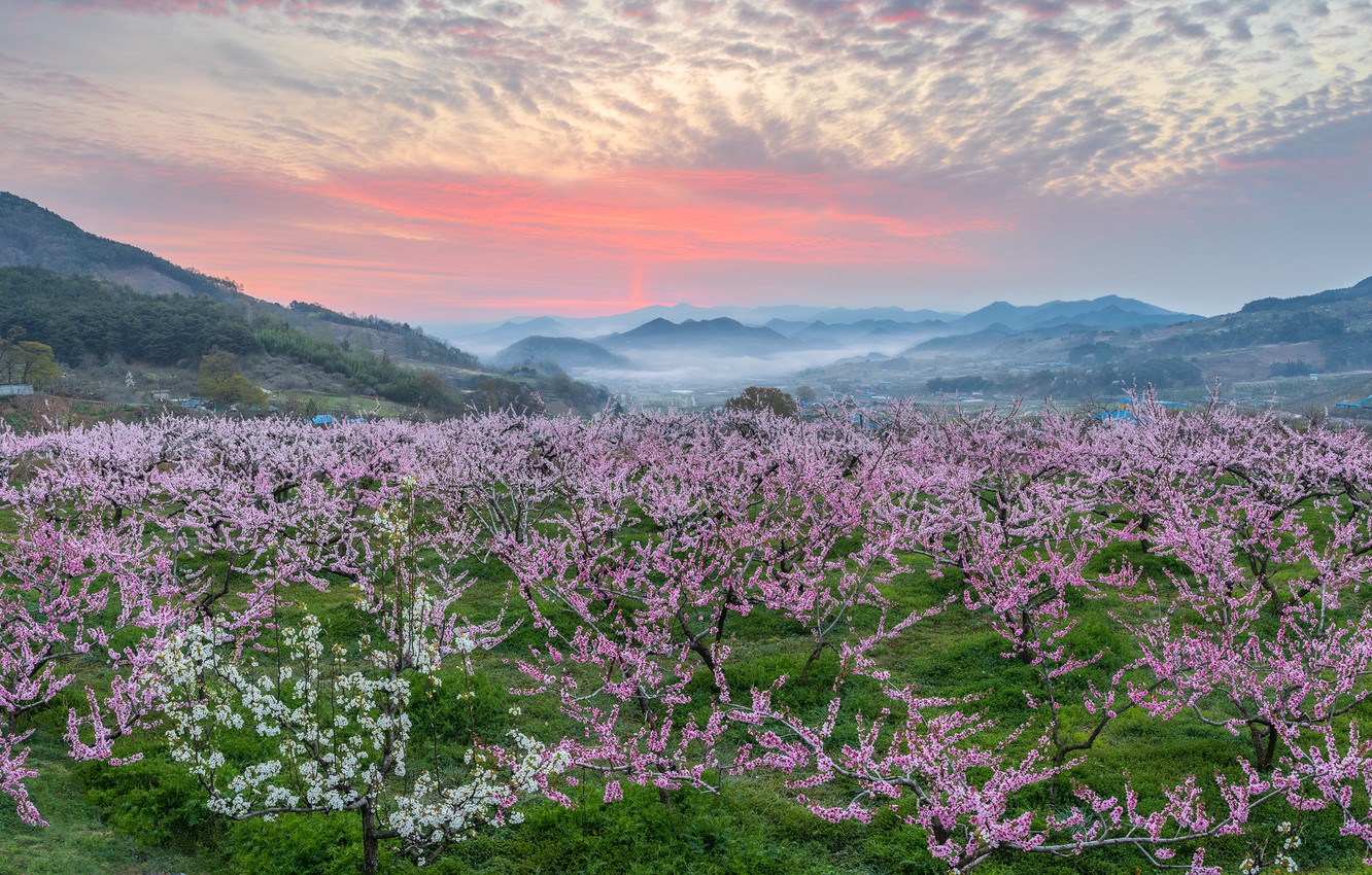 Южная Корея цветение Сакуры горы