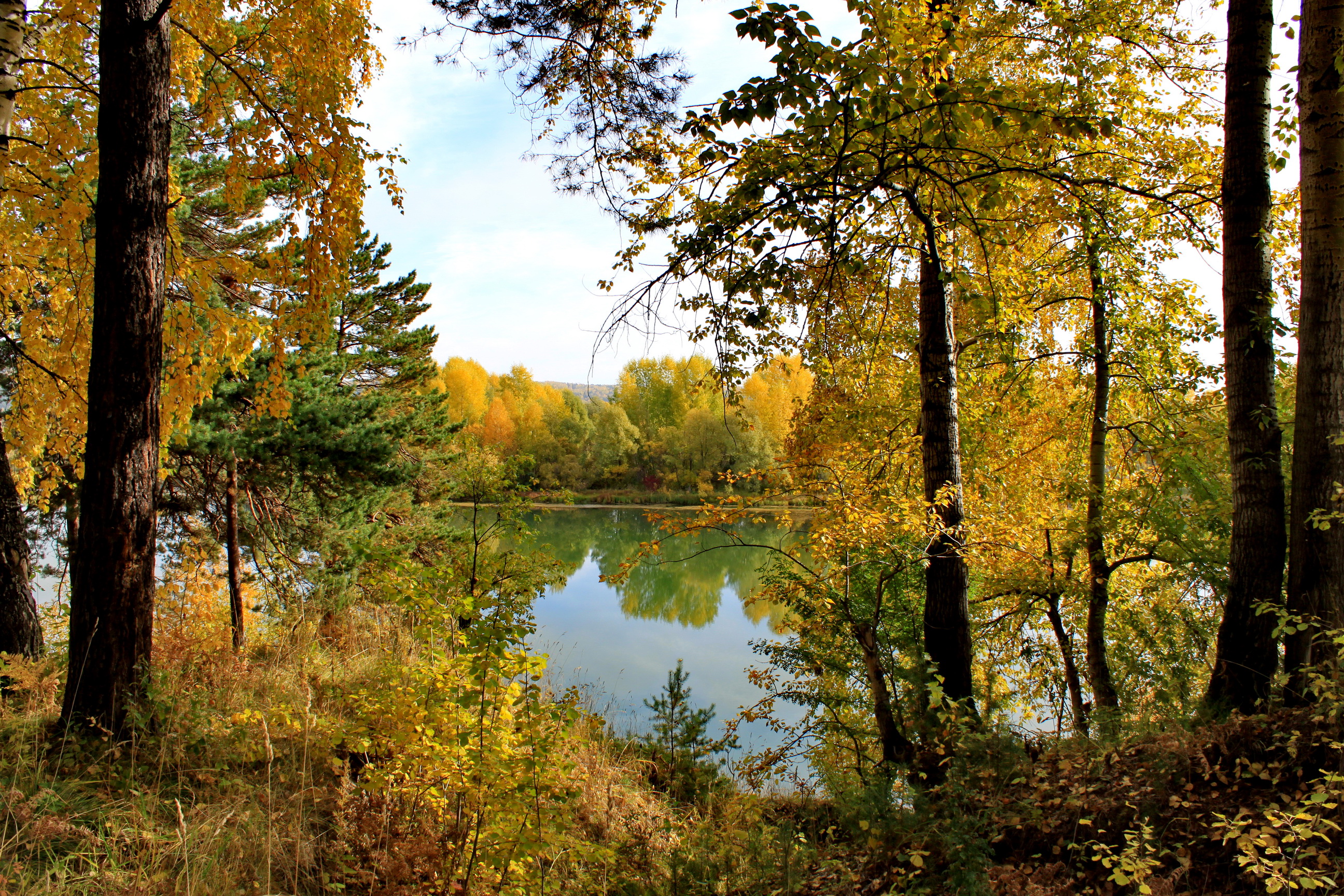 Лес Ранней Осенью