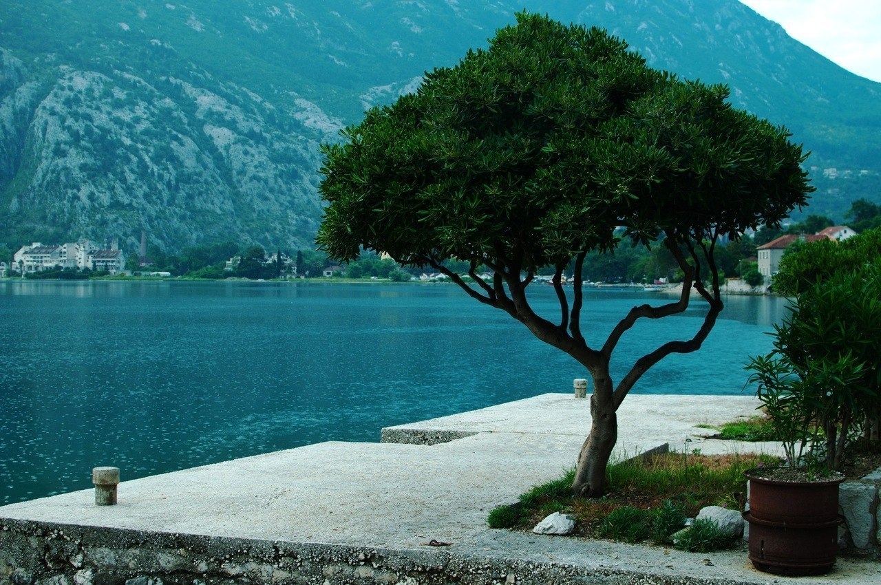 Черногория Будва дерево