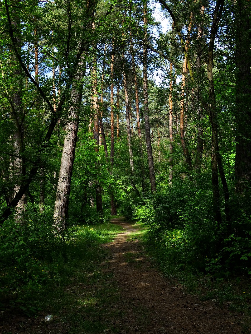 Соснова лес Белгород