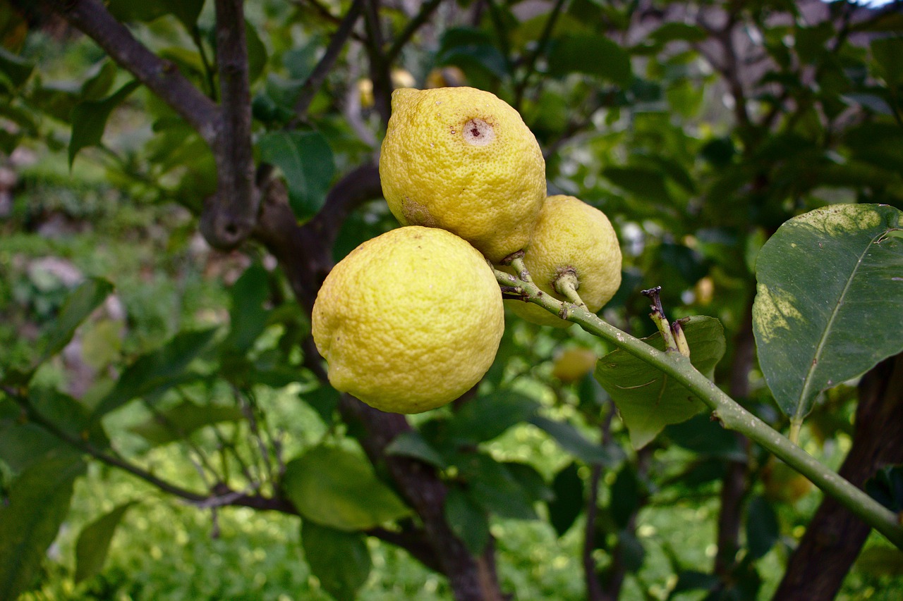 Дикий лимон дерево