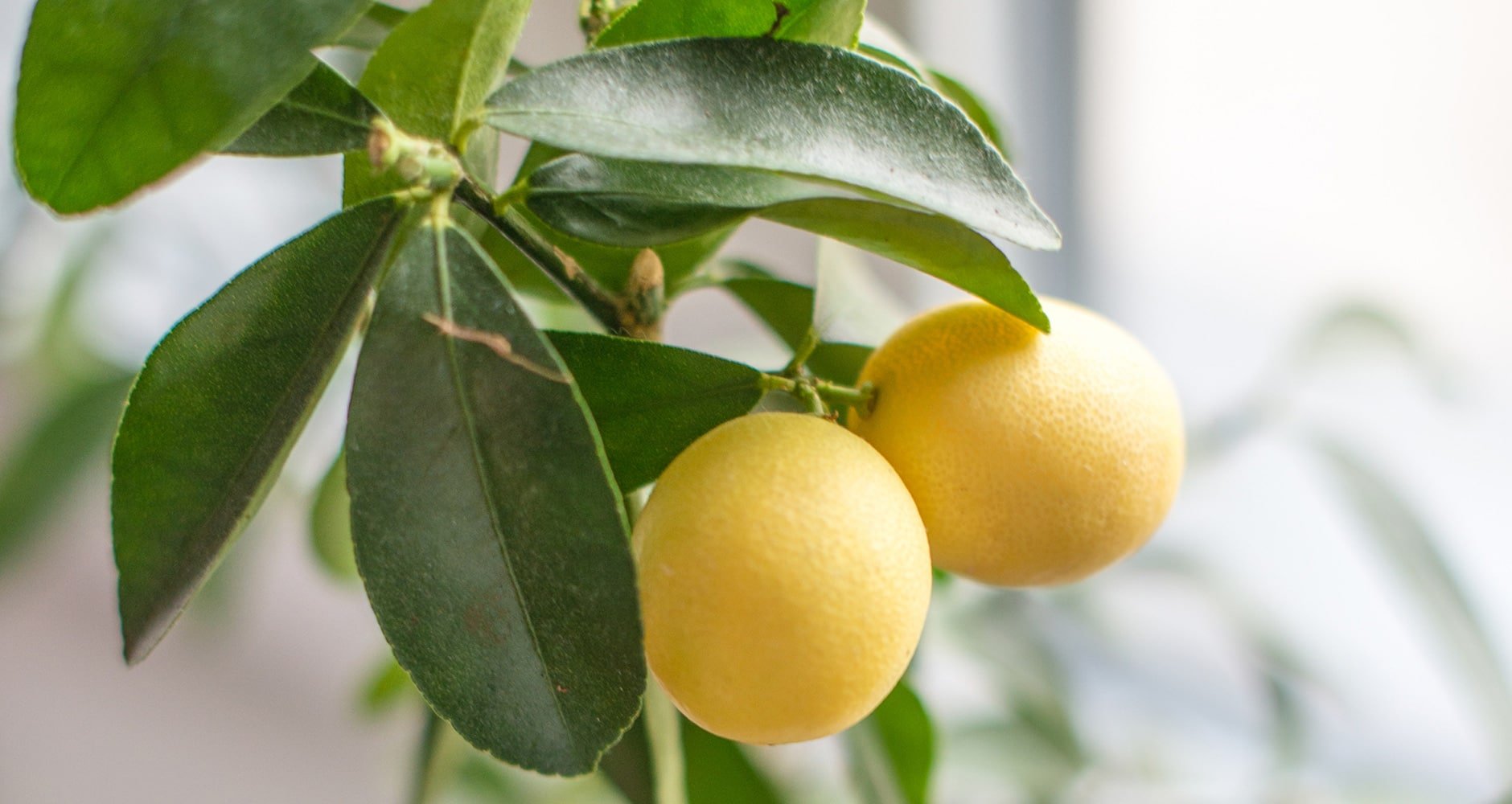 Сорт лимонного дерева Лара