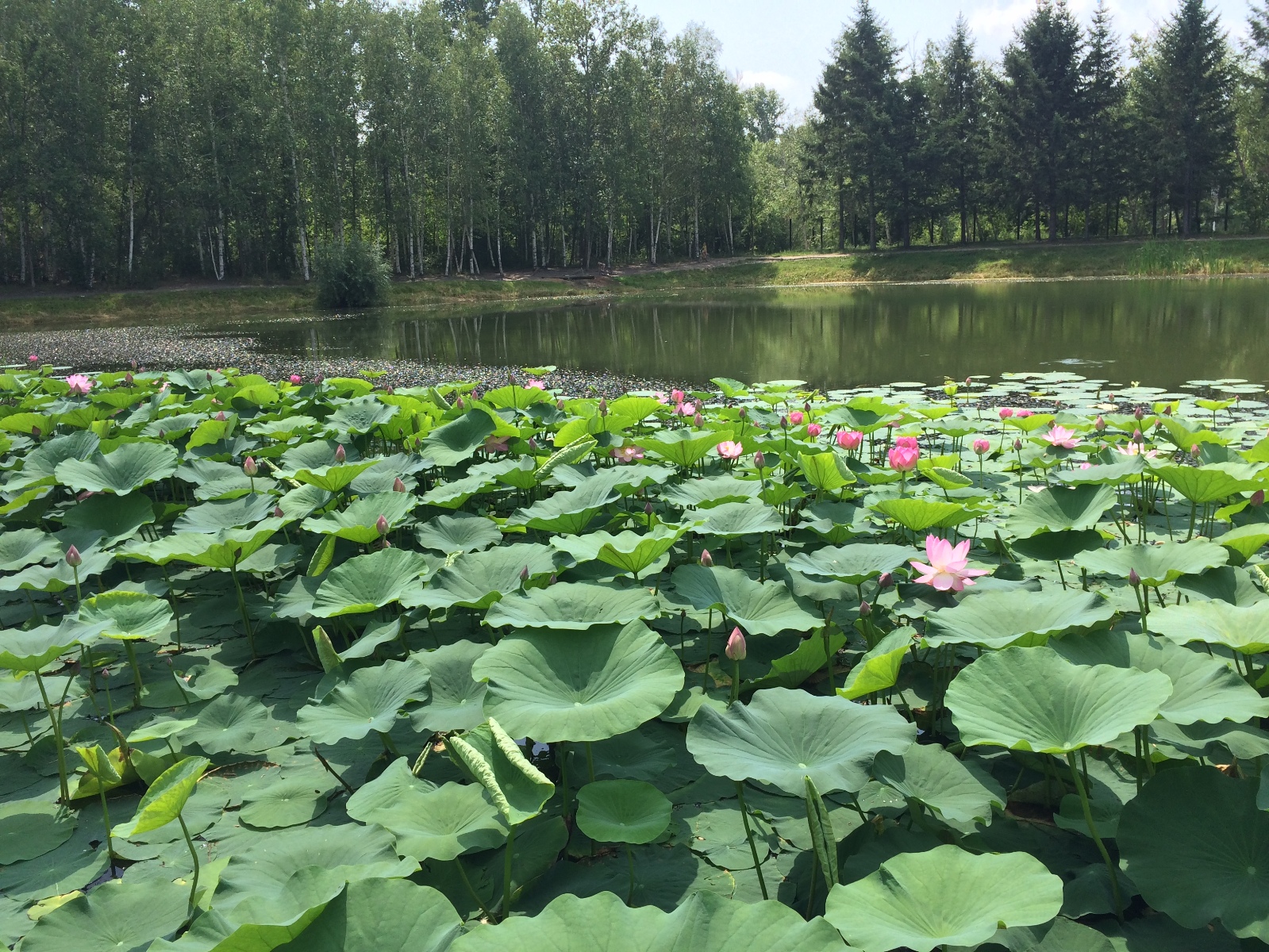 Озеро лотосов в Ивановке