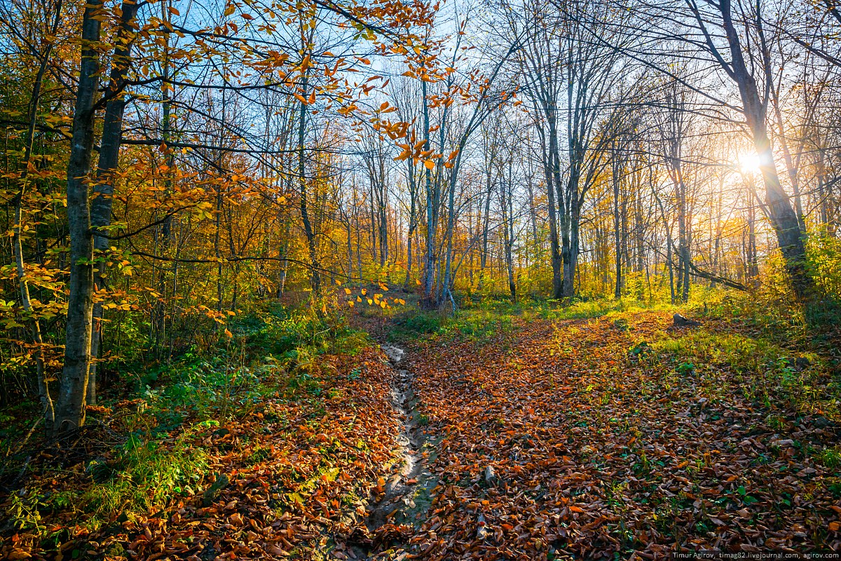 Дудергофский парк поздняя осень