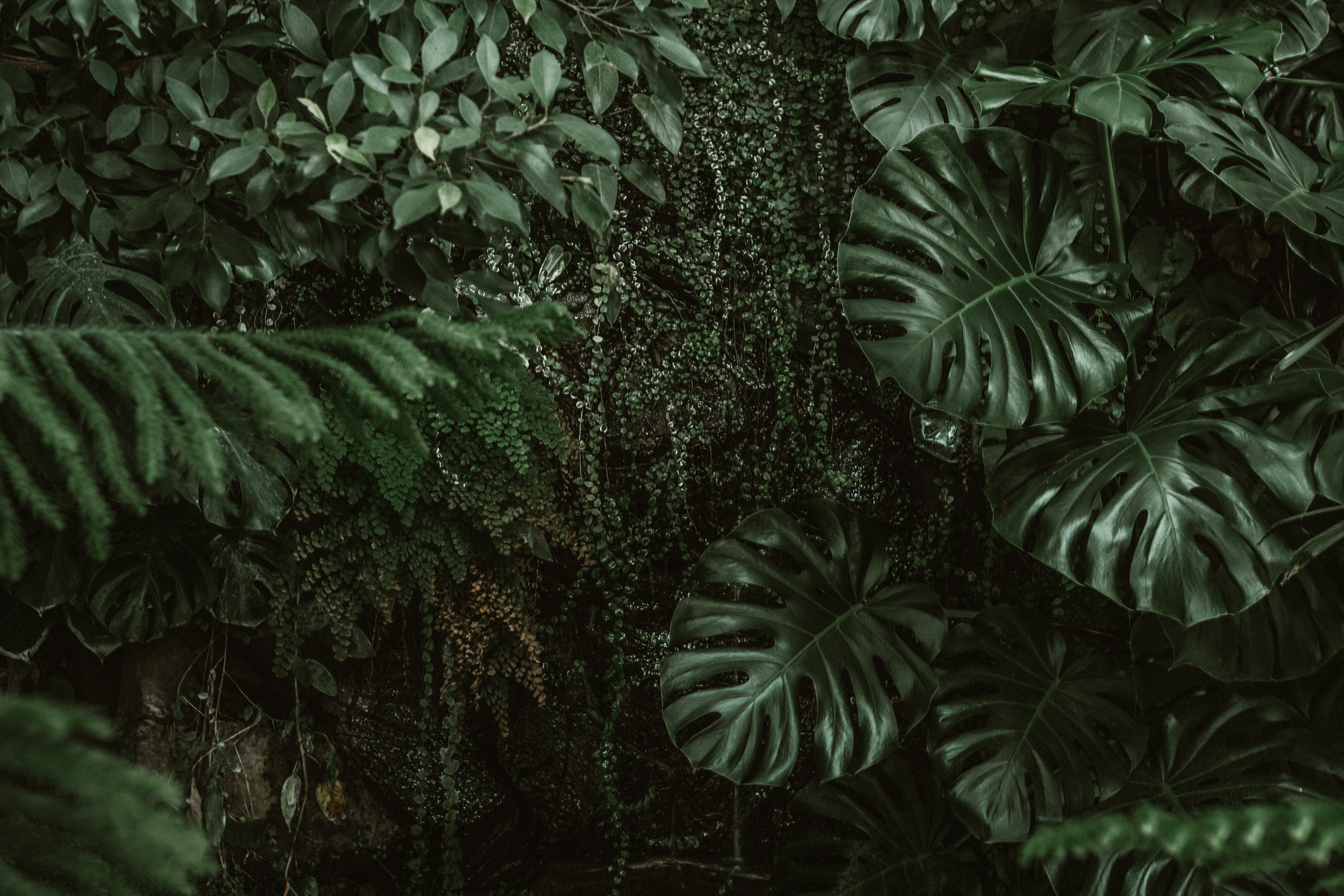 Тропические листья темные