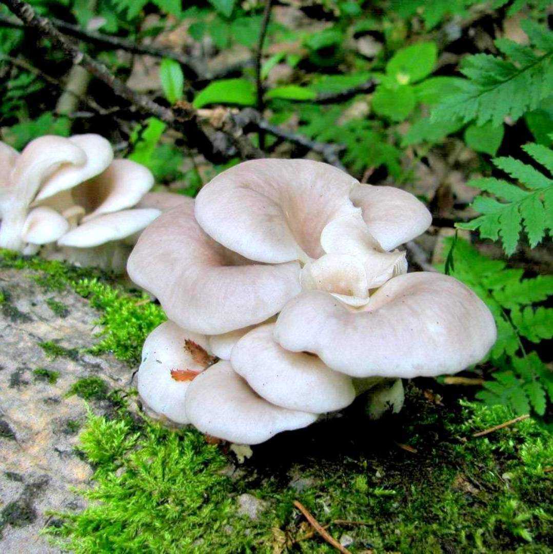 съедобные грибы фото и название вешенки