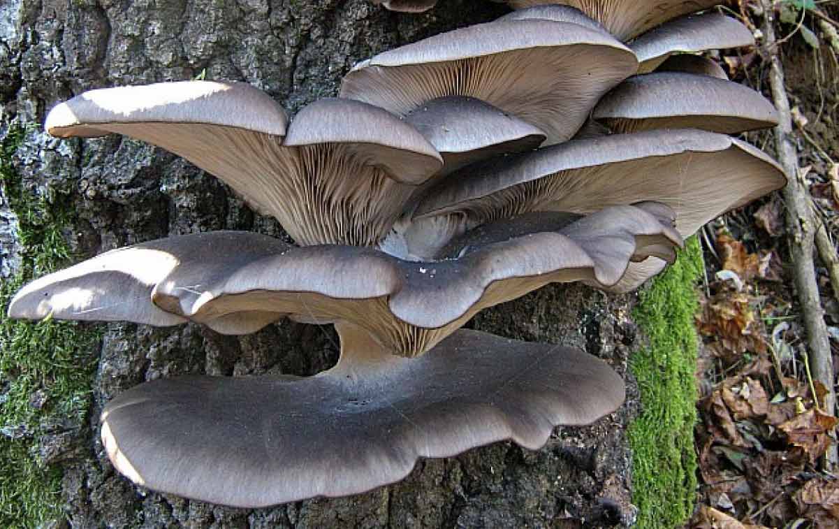 грибы вешенки дикие фото