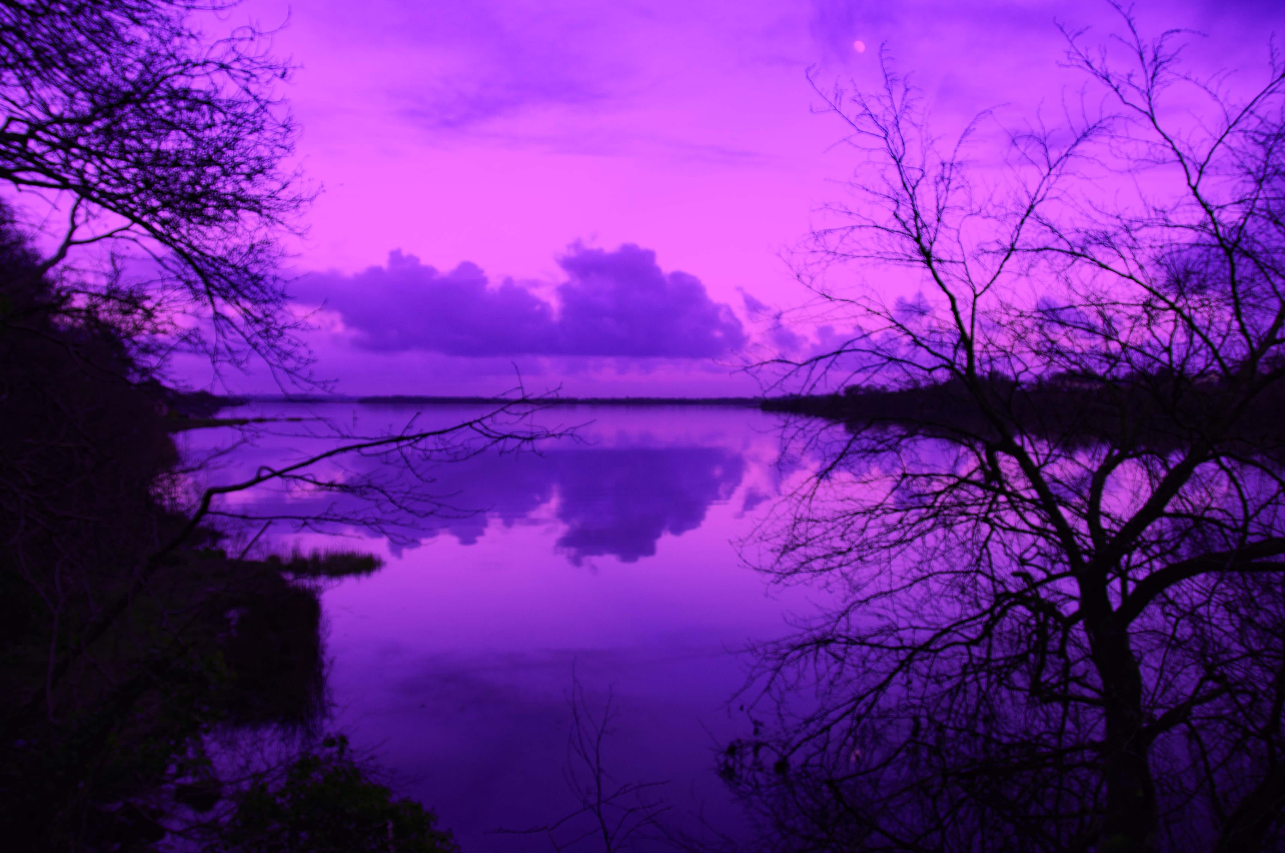 Фиолетовые Фото