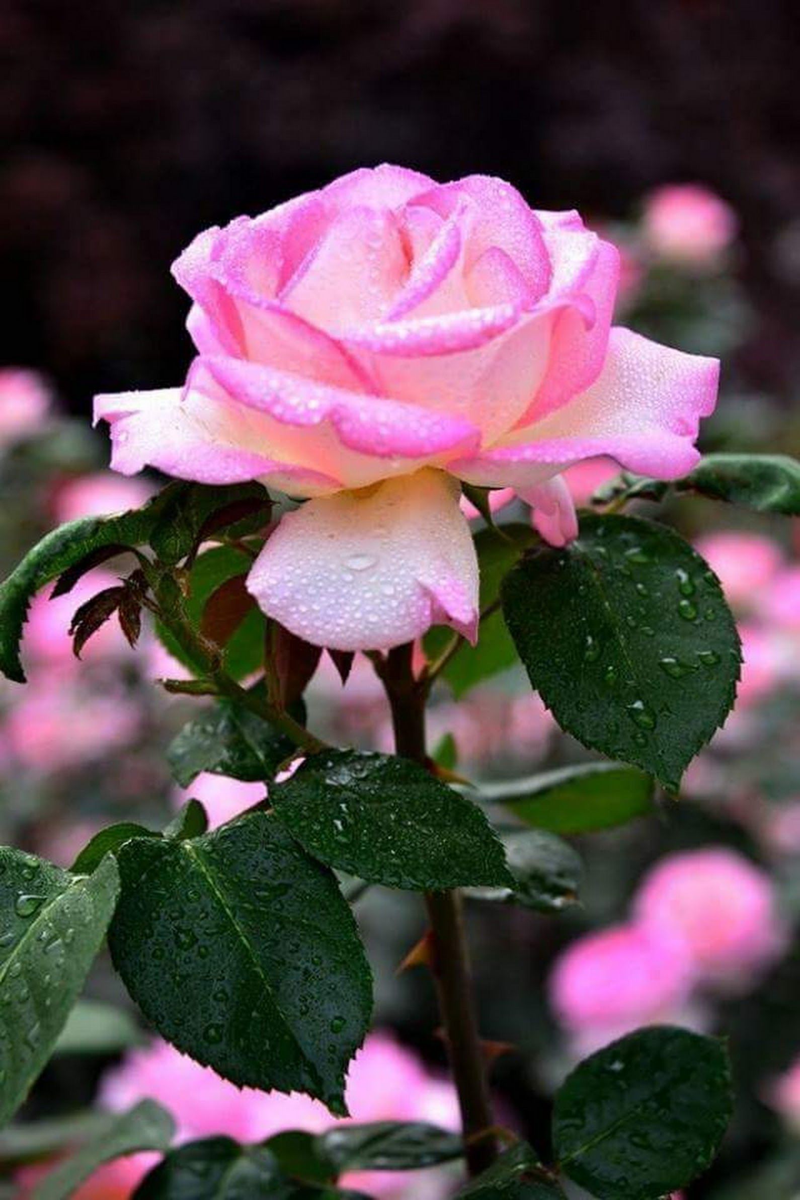 Розы В Природе Красивые Фото
