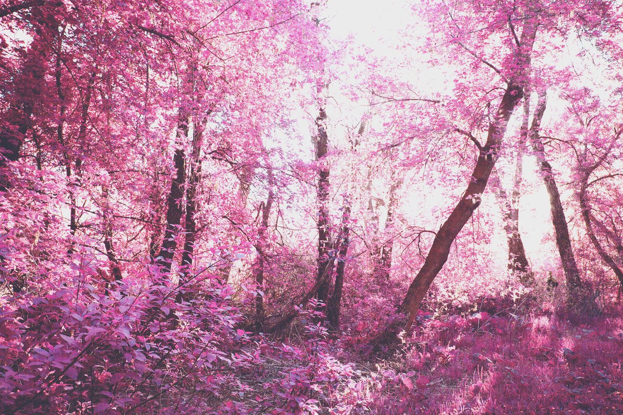 Лес в розовых тонах