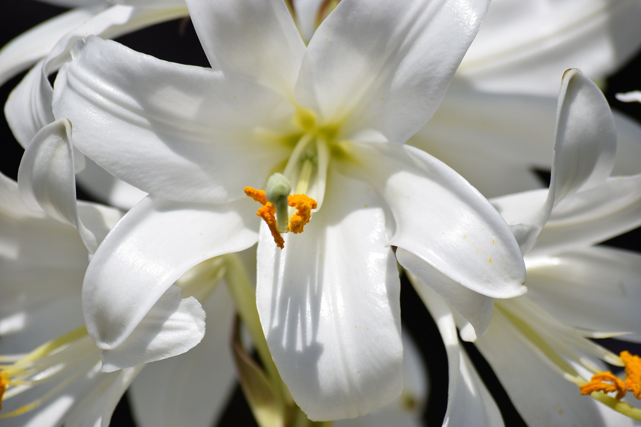 Белые лилии в росе