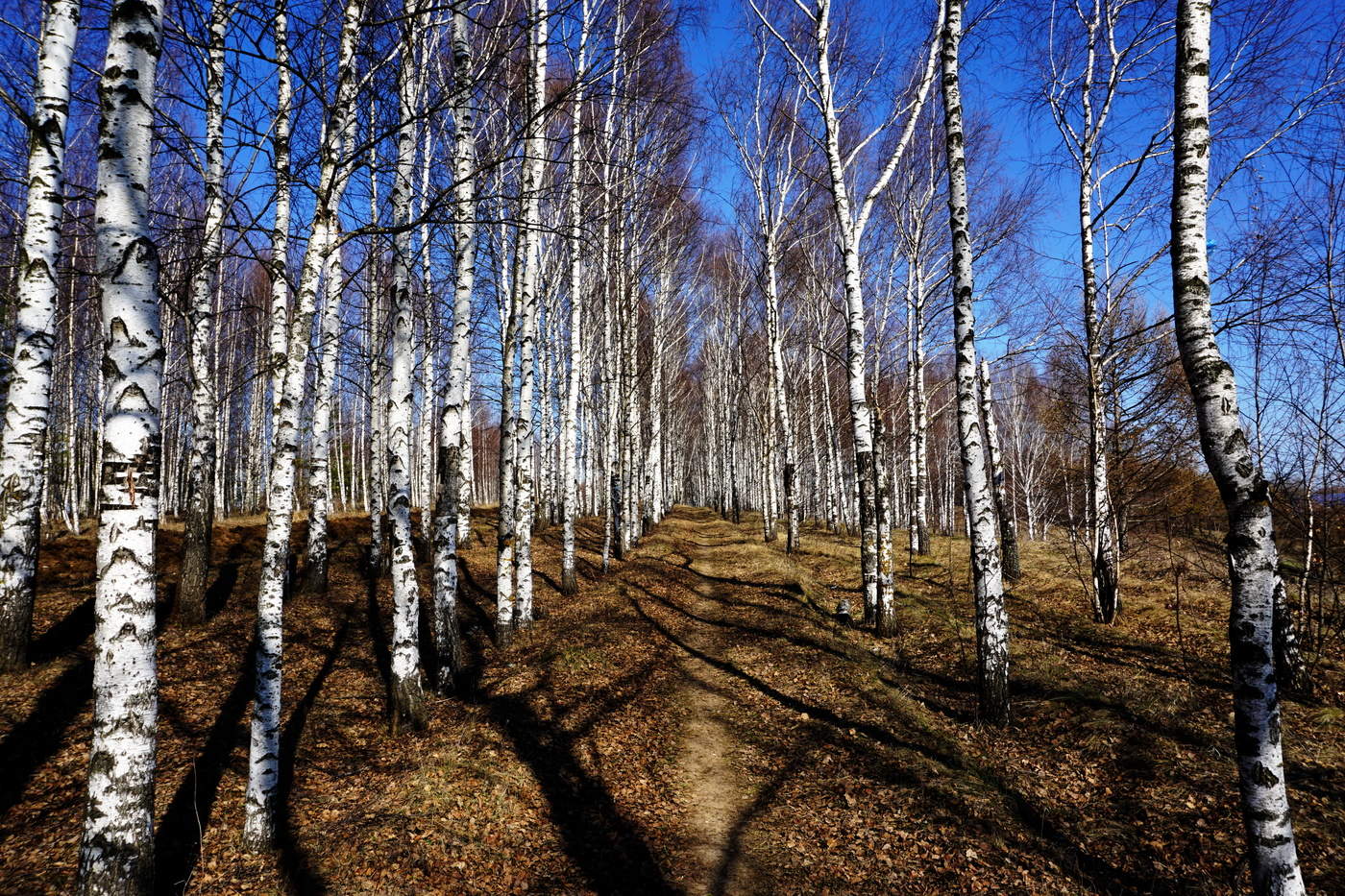 Апрель картинки лес