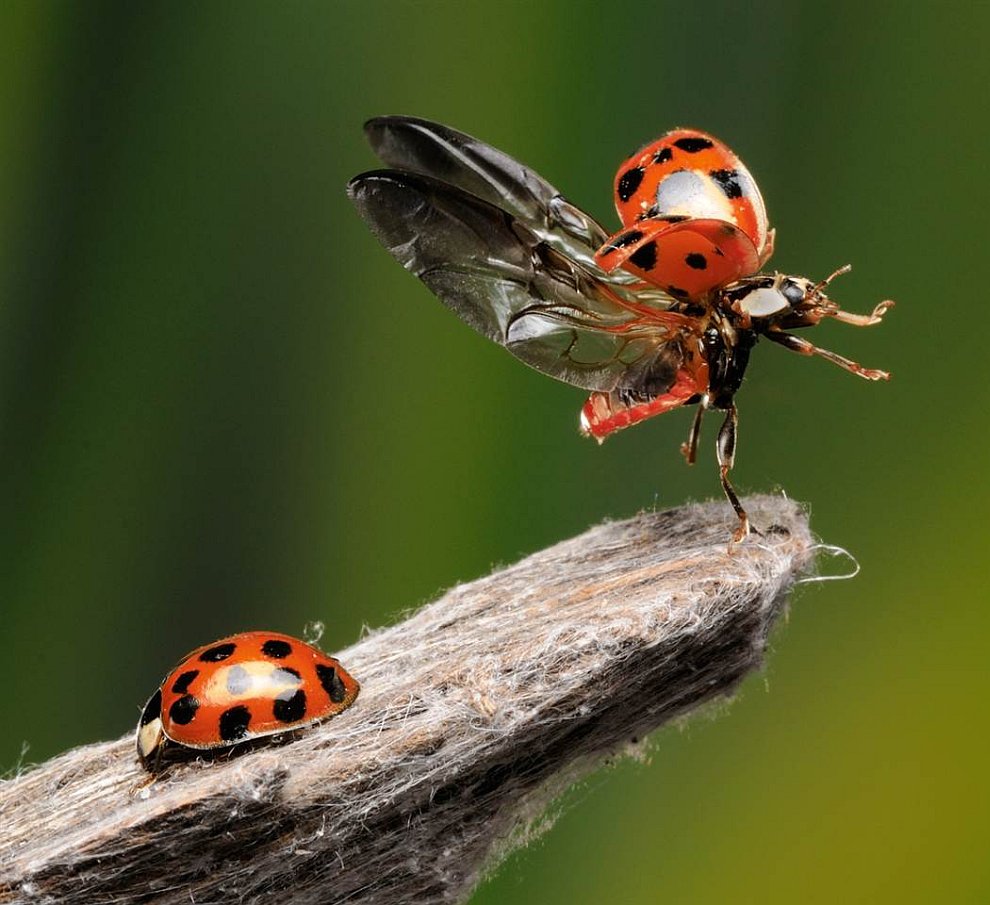 Божьи коровки (Coccinellidae)