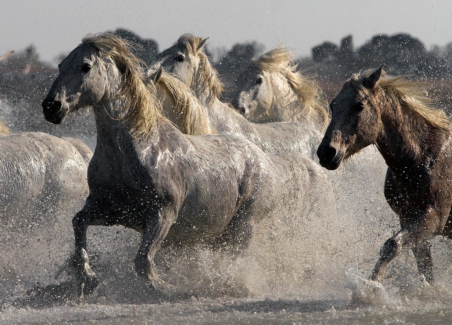 дикие лошади в природе фото
