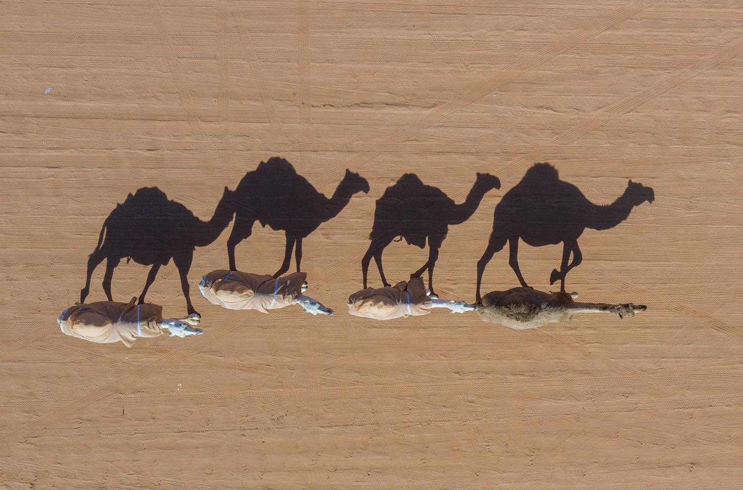 фотография с верблюдами и белыми пятнами