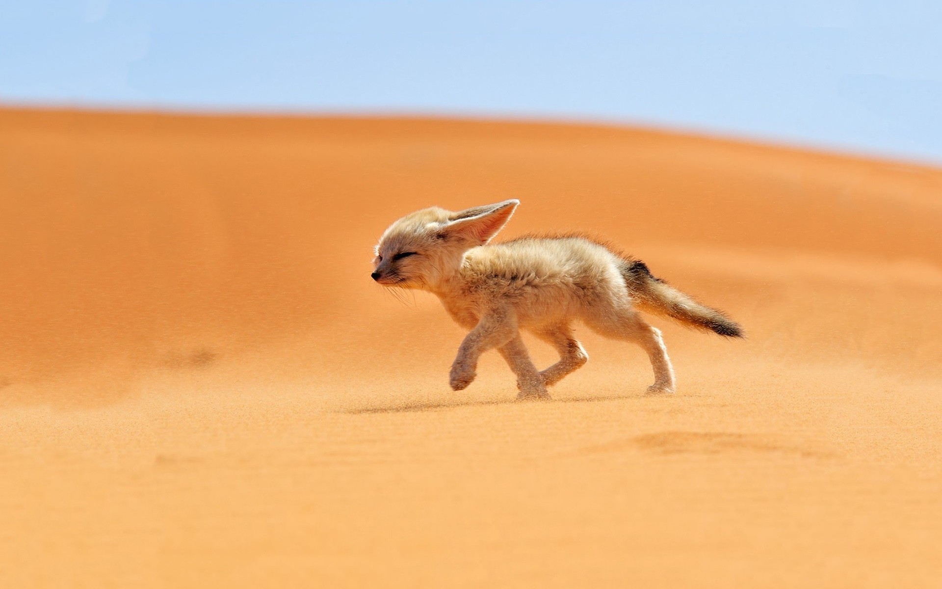 Пустынная лиса фото