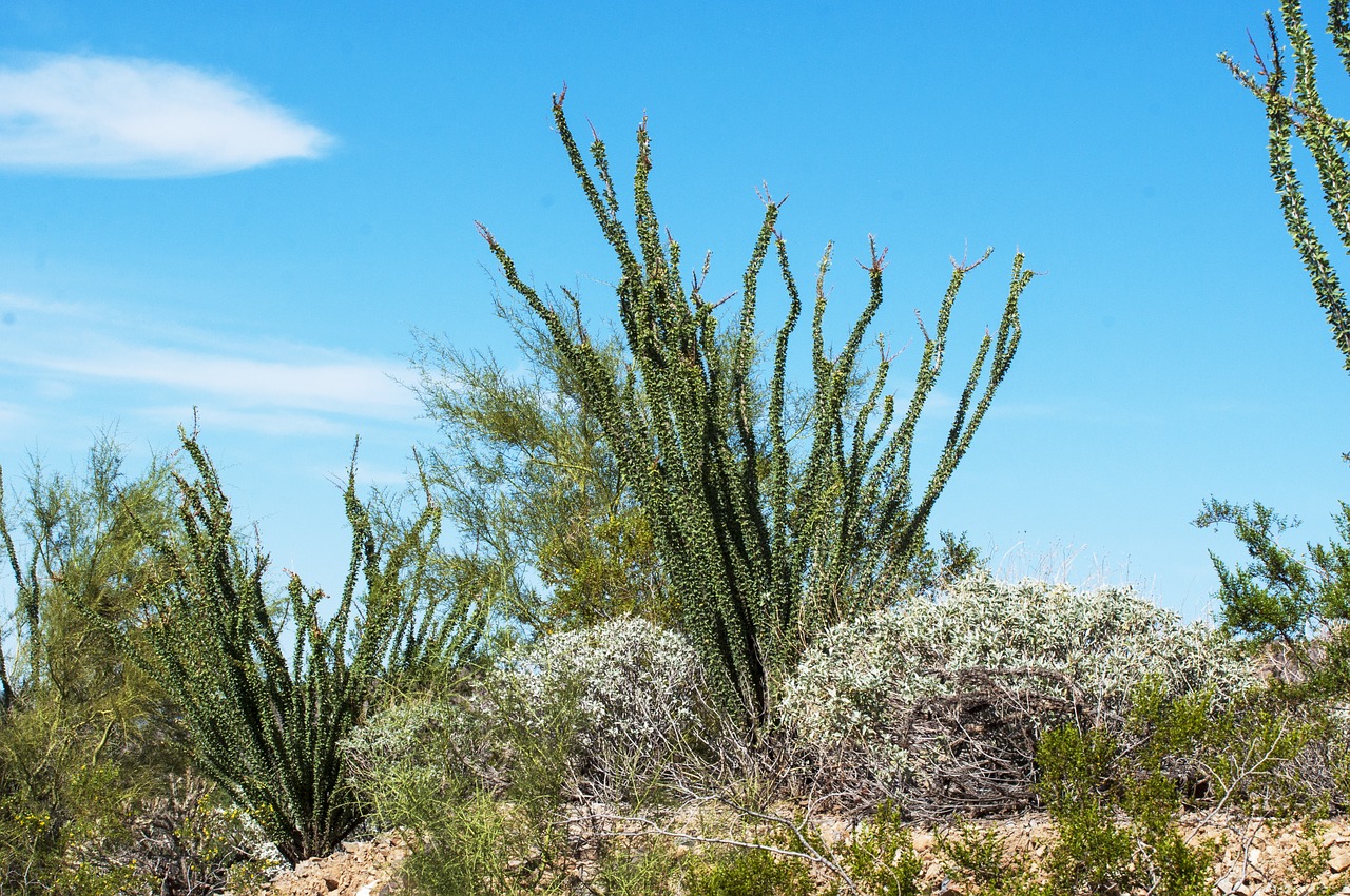 Типичные растения пустынь