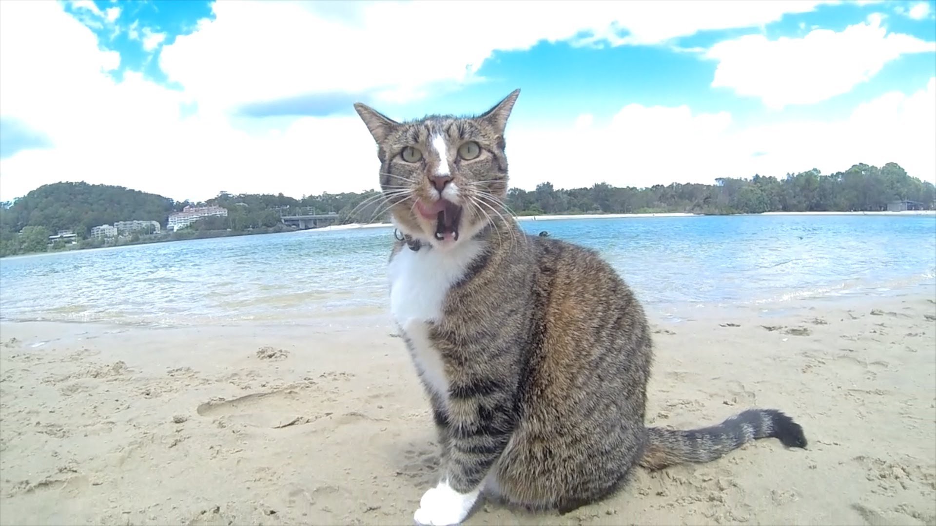 Кот на пляже фото