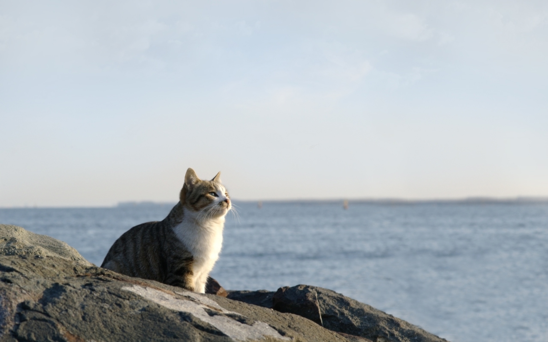 Котик на фоне моря