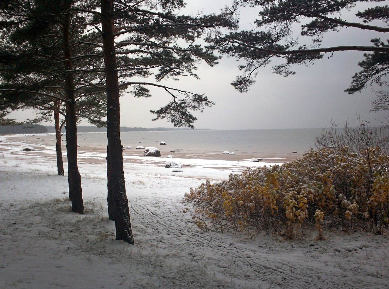Южный берег финского залива
