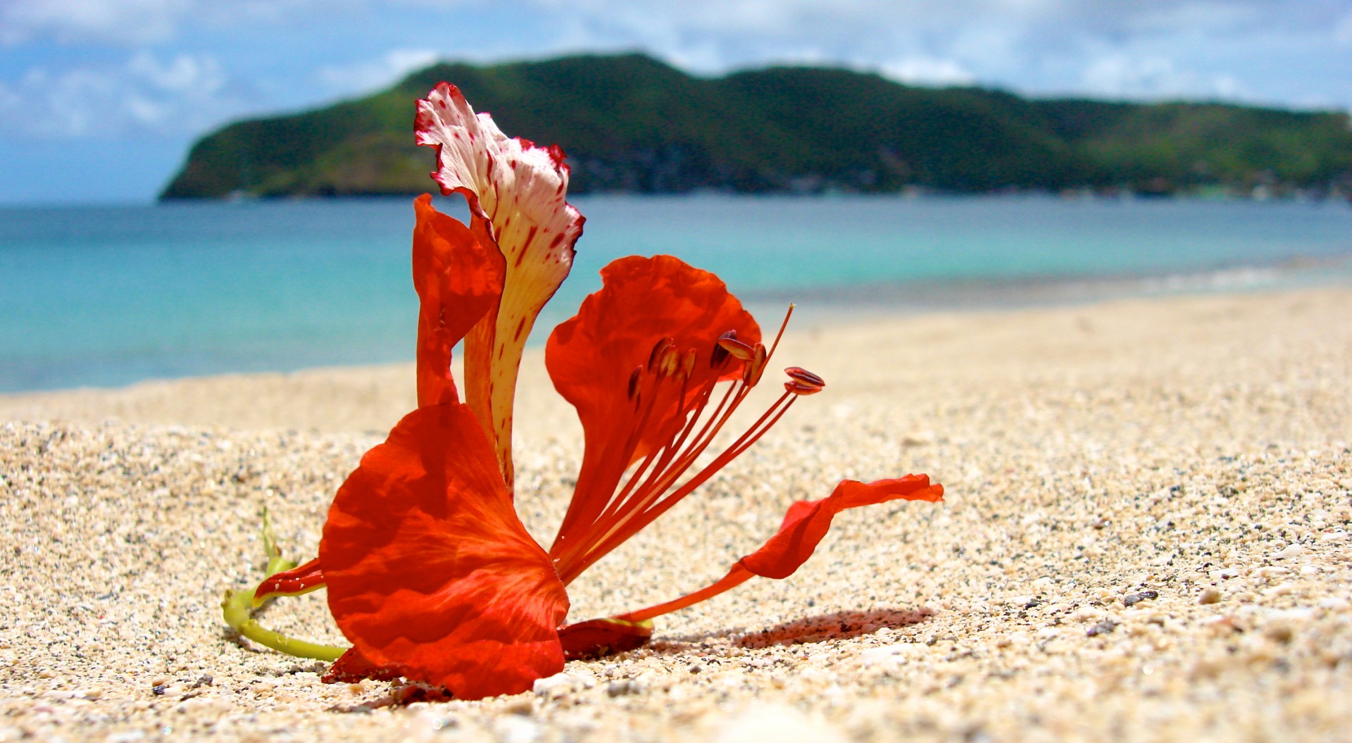 Карибский цветок