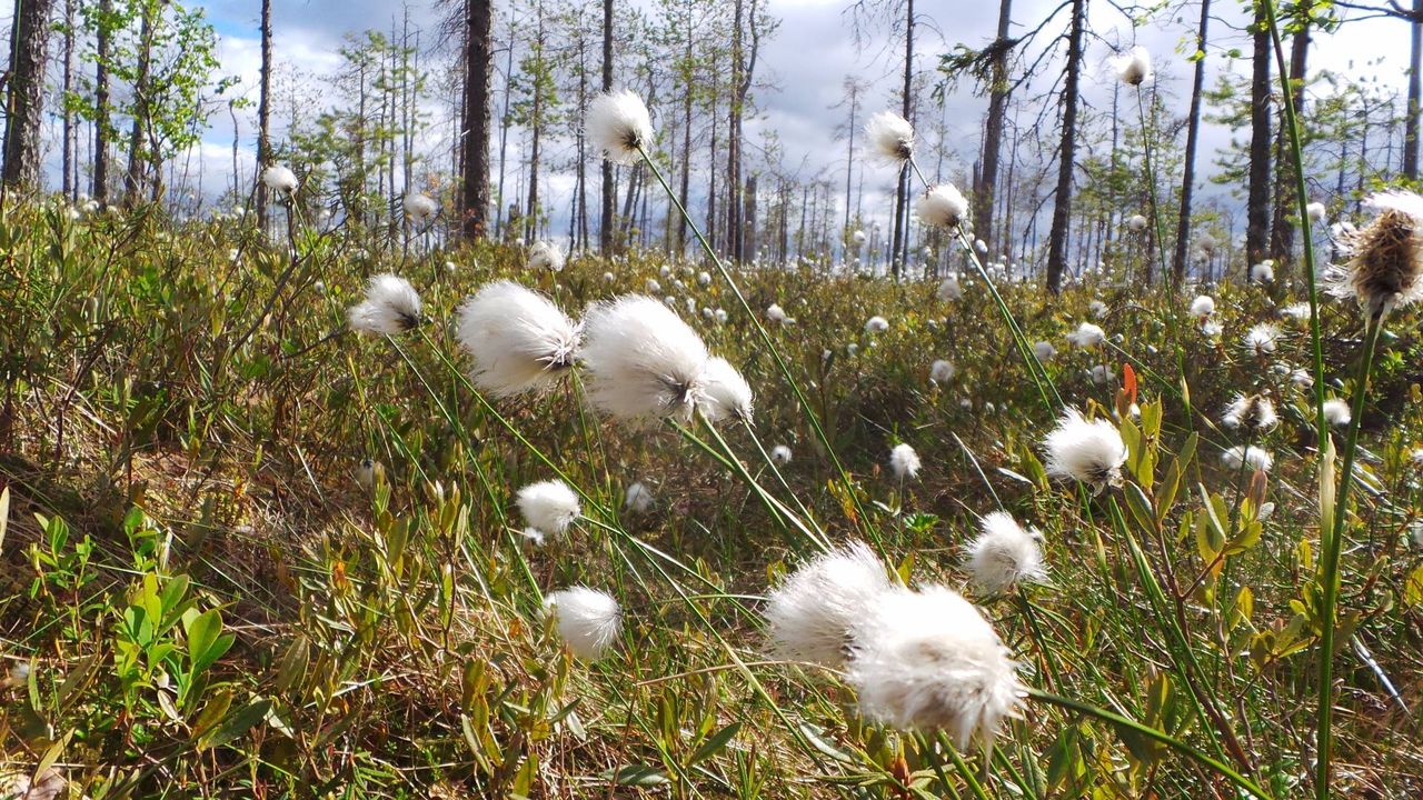 . Пушица влагалищная (Eriophorum vaginatum l.)