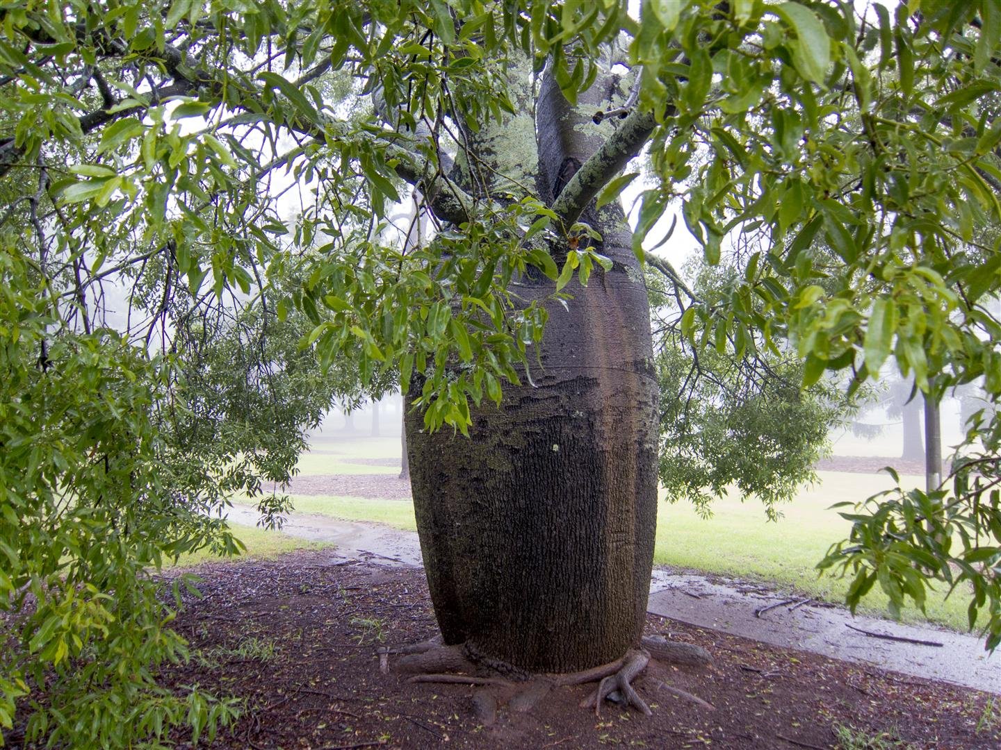 Бутылочное дерево Южной Америки