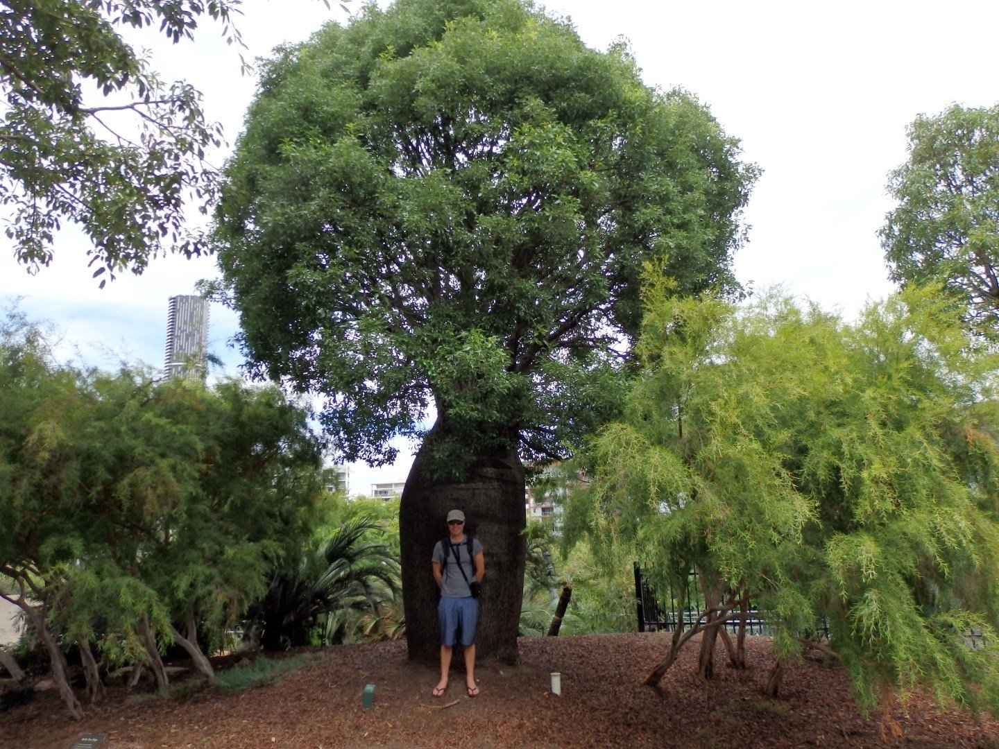 Брахихитон бутылочное дерево