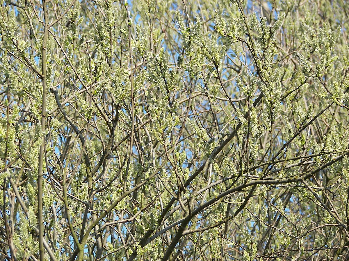 Salix divaricata