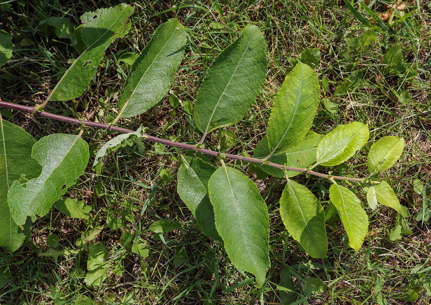 Salix caprea листья