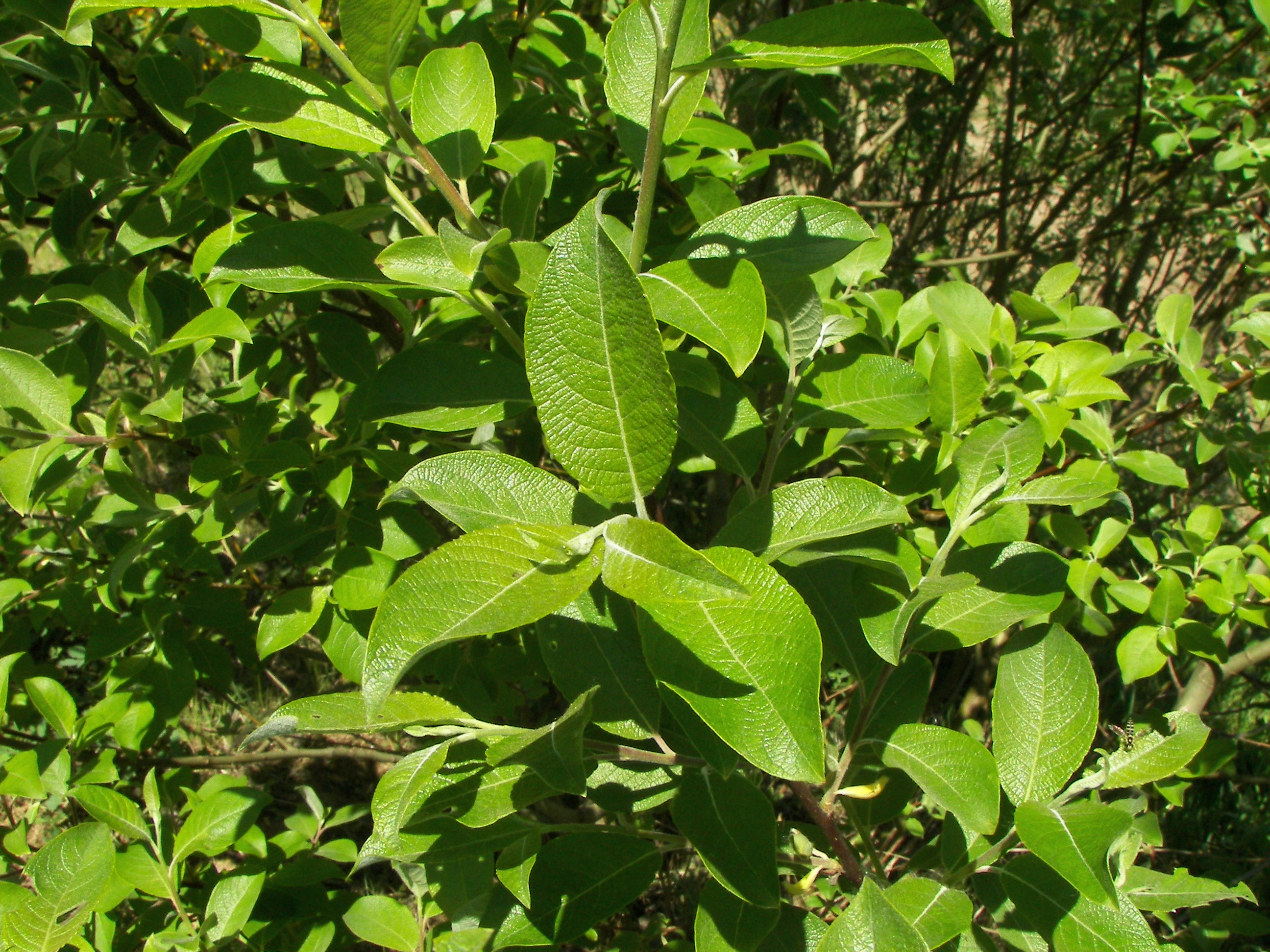 Salix caprea листья