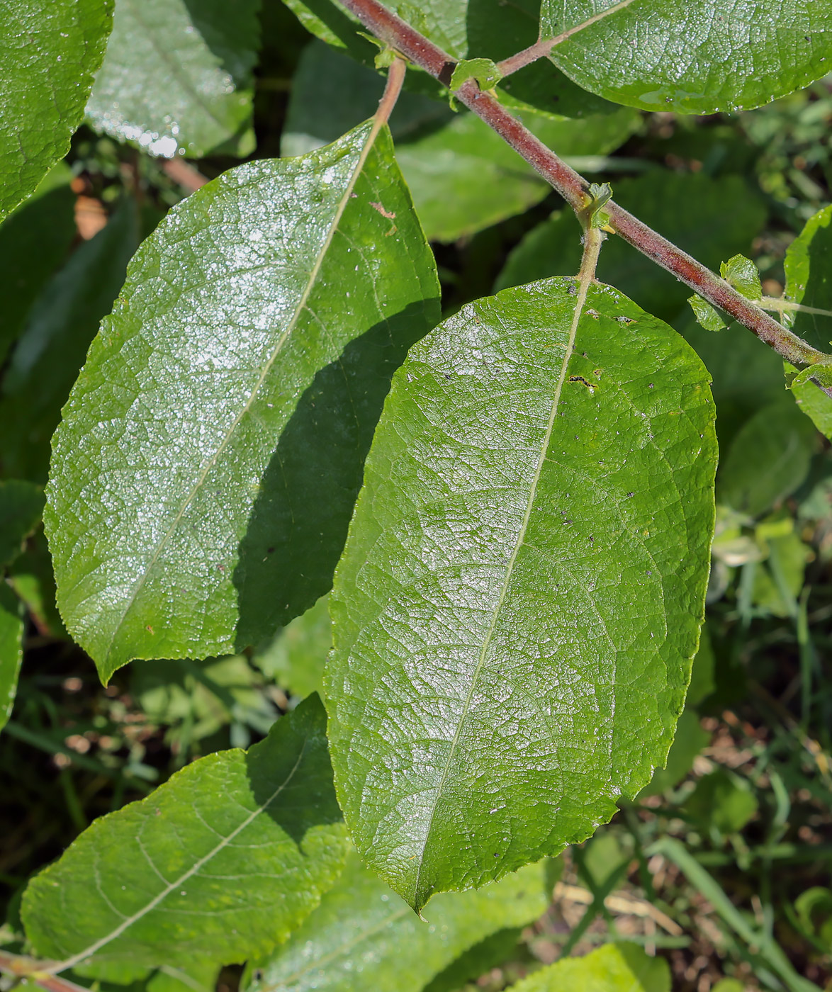 Ива бредина (Salix caprea)