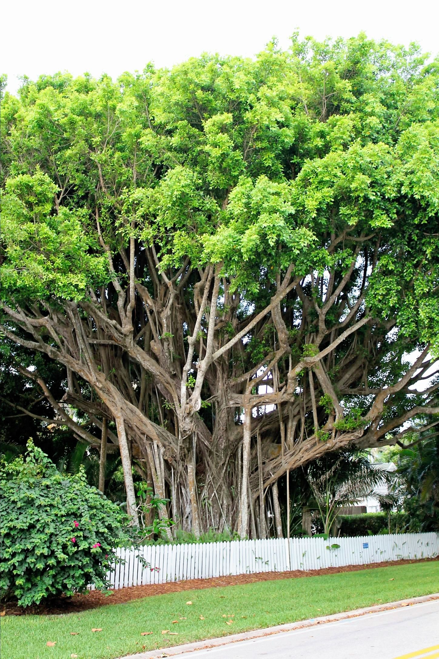 Banyan Tree