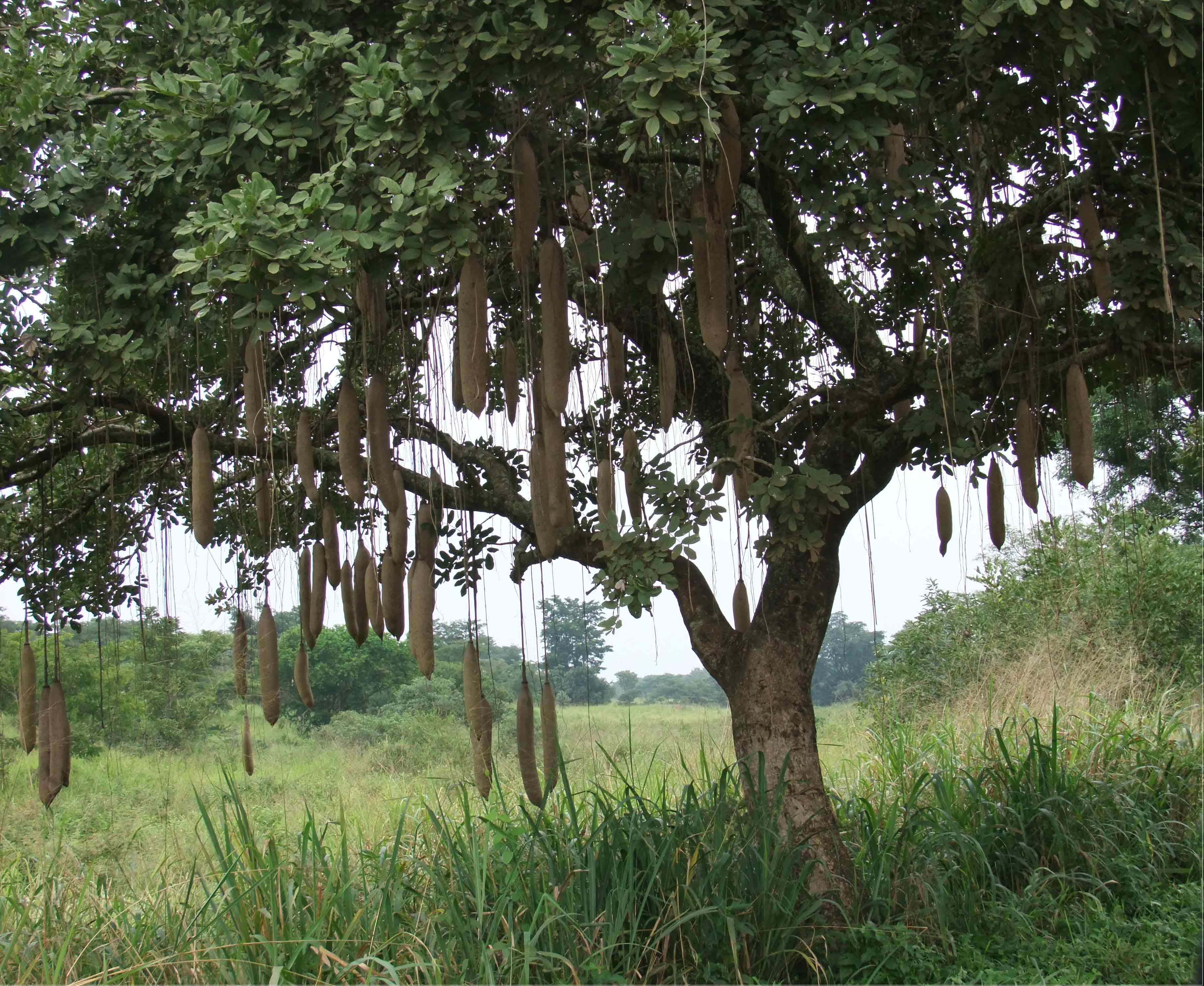 колбасное дерево фото